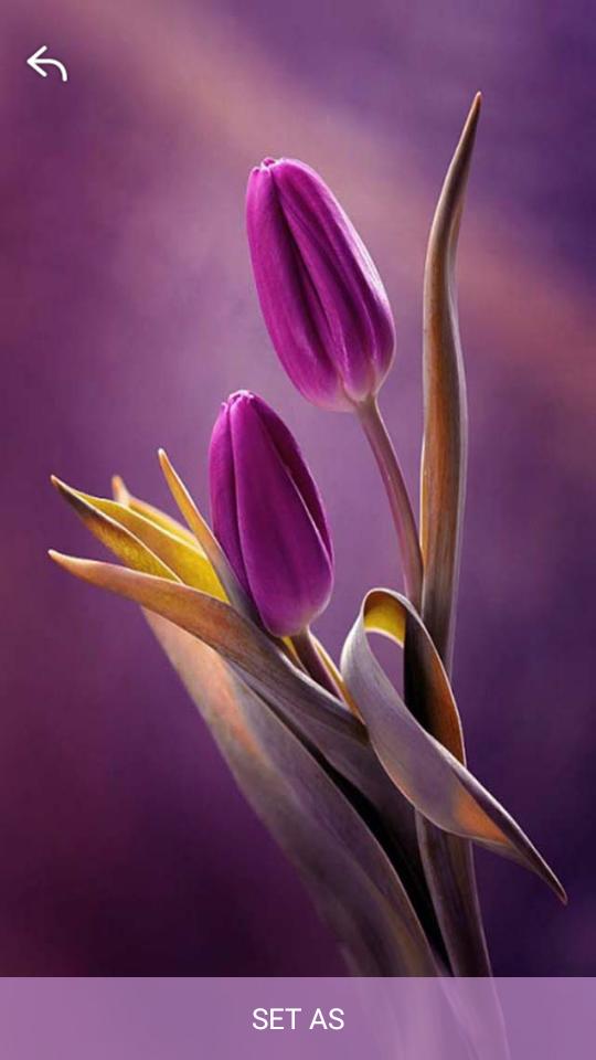 Featured image of post Wallpaper Pics Of Tulip Flower / Here are only the best tulip flower wallpapers.