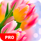 Tulipes Fonds d'écran PRO icône
