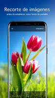 Fondos de pantalla con tulipán captura de pantalla 2