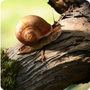Turbo Snail Live Wallpaper APK