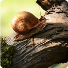 Turbo Snail Live Wallpaper icône