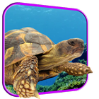 Turtle 3D Live Wallpaper icône