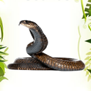 Snake Sounds Effects Simulator APK