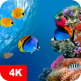 Underwater Wallpapers 4K أيقونة