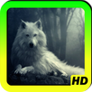 Wolf Wallpapers APK