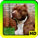 Pit bull Wallpapers APK