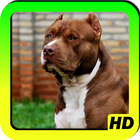 Pit bull Wallpapers آئیکن