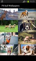 Pit bull Wallpapers پوسٹر