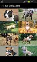 Pit bull Wallpapers স্ক্রিনশট 1