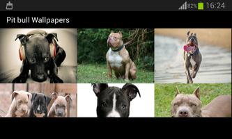 Pit bull Wallpapers اسکرین شاٹ 3