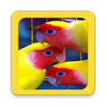 Bird Wallpaper HD