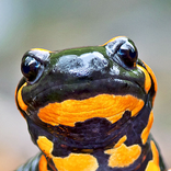 如何画两栖动物