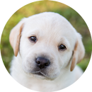 How to draw animals - dogs APK
