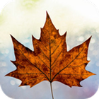 Canada Citizenship: Test ikon