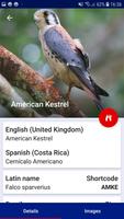 Birds of Costa Rica скриншот 2