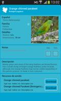 Aves de las Ciudades de Panamá captura de pantalla 2