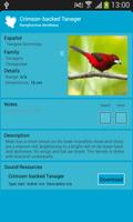 Birds of Panama's Cities 截图 2