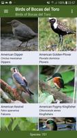 Bird Guide for Bocas del Toro تصوير الشاشة 1