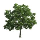 Walnut Tree Mere ikona