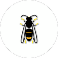 Asian Hornet Watch