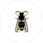 Asian Hornet Watch icon