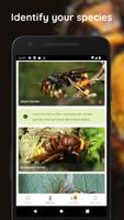 Asian Hornet Watch Screenshot 3