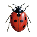 European Ladybirds APK