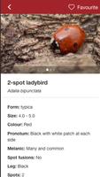 European Ladybirds capture d'écran 1