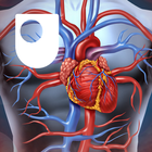 Human Heart icon