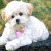 Ultimate Pet Dog Handbook APK