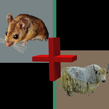 ”Слово из слов по картинкам