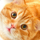 ringtones kucing APK