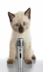 Cat Ringtones APK download