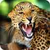 Animal Sounds APK