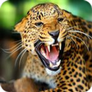 Suara Binatang APK