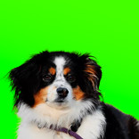 Funny Dog Stickers WA-Stickers