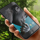 ikon Gorilla in phone prank