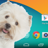Virtual dog in phone prank icône