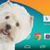 Virtual dog in phone prank أيقونة