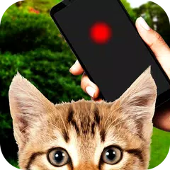 Laser for cat アプリダウンロード
