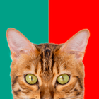 Meow Stickers - Cat Stickers biểu tượng