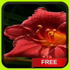 Beautiful Red Flower LWP-icoon