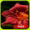 Beautiful Red Flower LWP