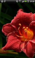 아름 다운 빨간 꽃 스크린샷 1