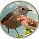 APK Song of the Birds
