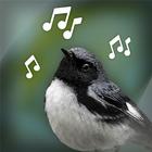 Bird Sounds أيقونة