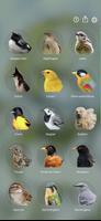 Suara Burung: Bird Sounds poster