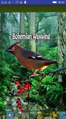 Baixar Bird Sounds APK