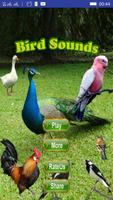 Bird Sounds Affiche
