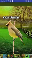 Baixar Bird Sounds APK